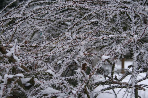 Winter2010-0-09_26