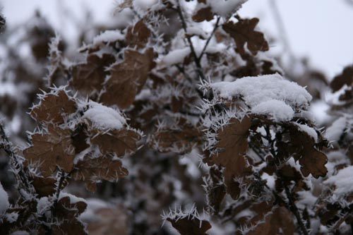 Winter2010-0-09_30