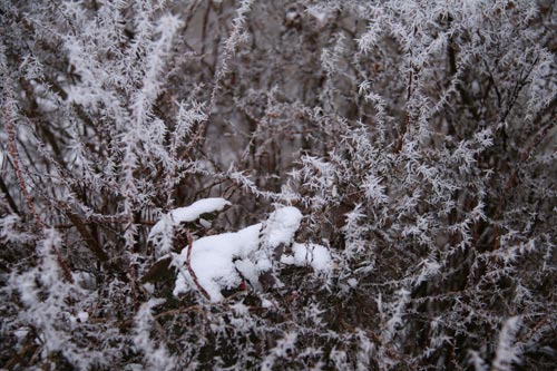 Winter2010-0-09_35