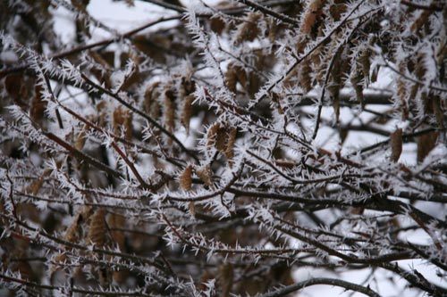 Winter2010-0-09_37