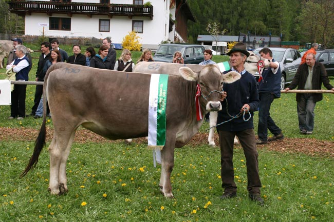 08_Jungkalbinnen100Stecher2010_1