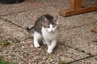 00_Katze2011-06-11_07