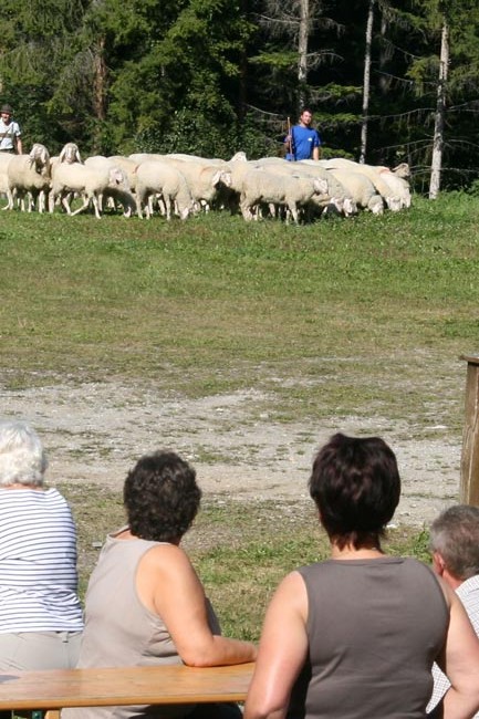 Schafschoad2011-09-24_09