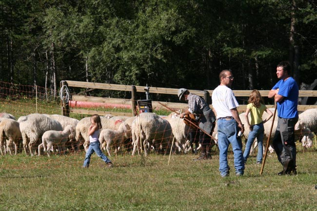 Schafschoad2011-09-24_13