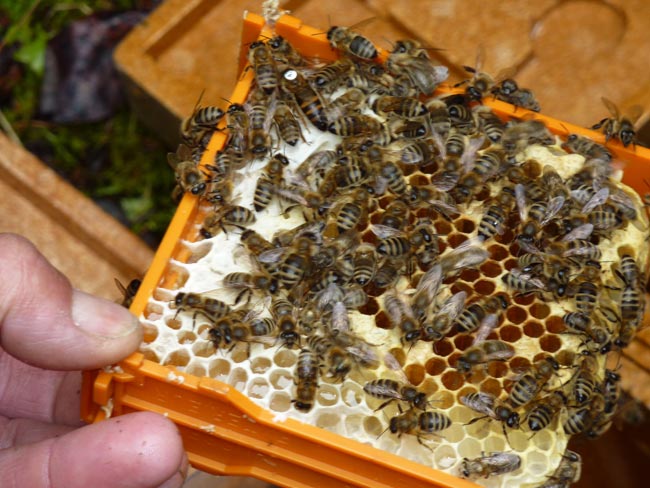BienenKneringer2011-06-13