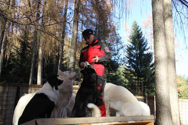 HuskiesHaselwanter2012-11-17 11