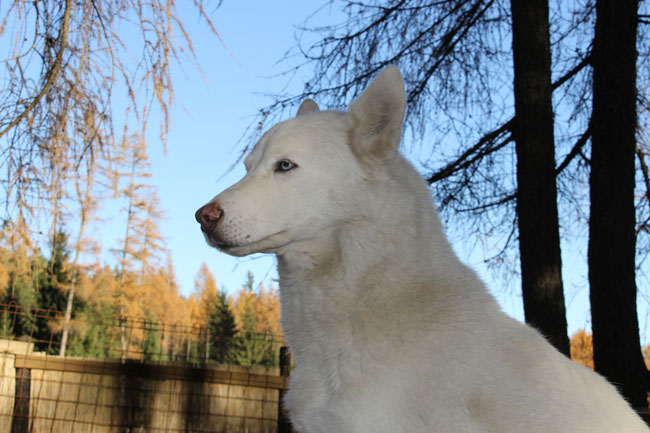 HuskiesHaselwanter2012-11-17 17