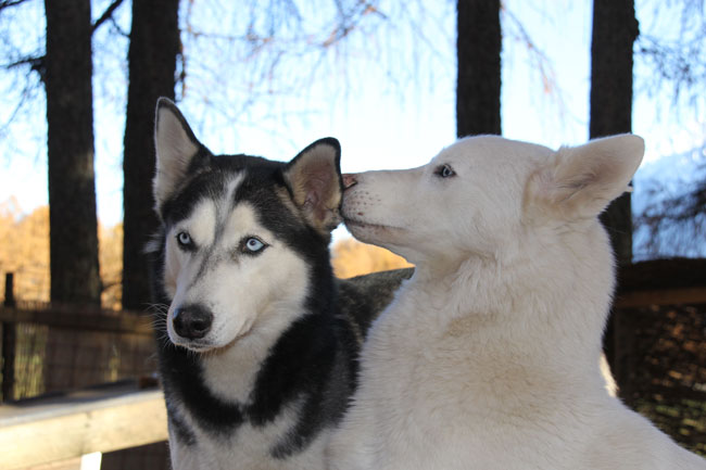 HuskiesHaselwanter2012-11-17 19