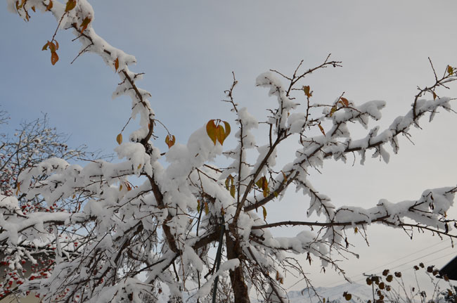 Winter  28FalknerG