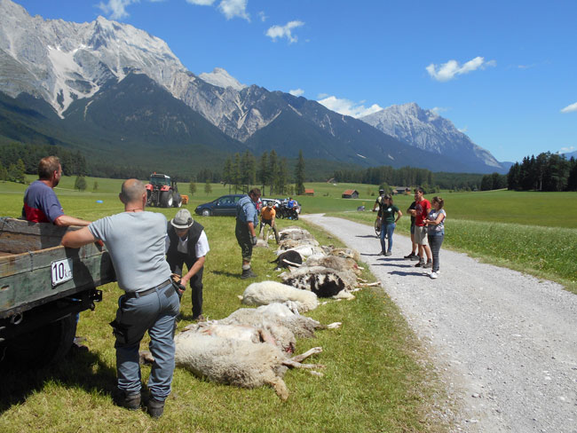 SchafeBergung2016-08-08_21PartnerE