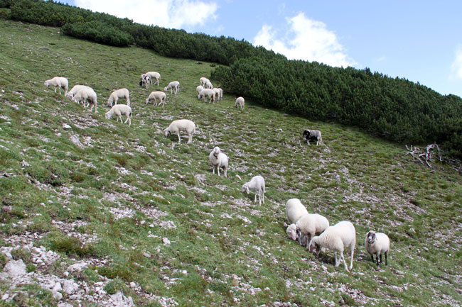 SchafeLehnberg2016-08-07_2